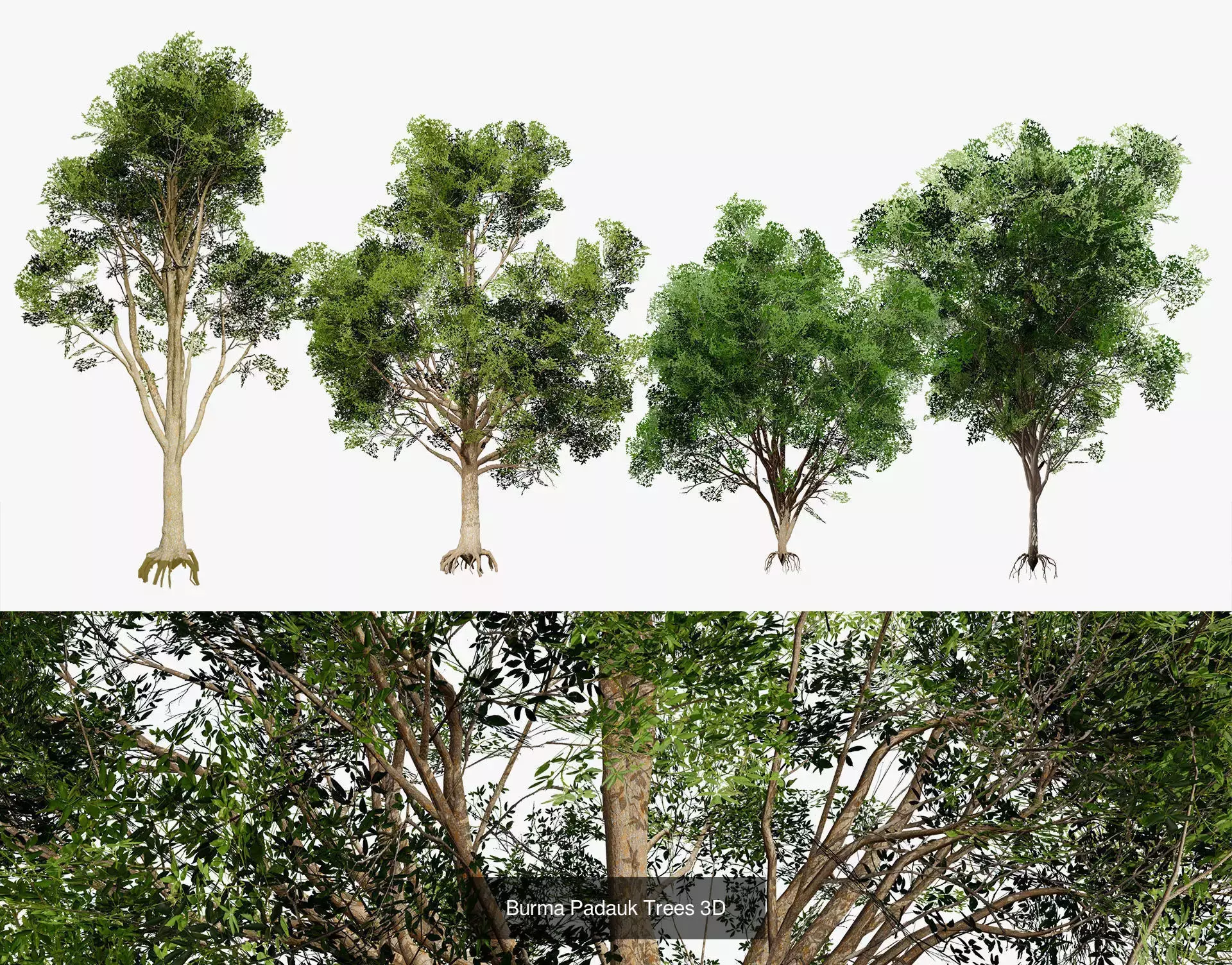 British Vegetation 3D Asset Pack 3D Model Collection_27