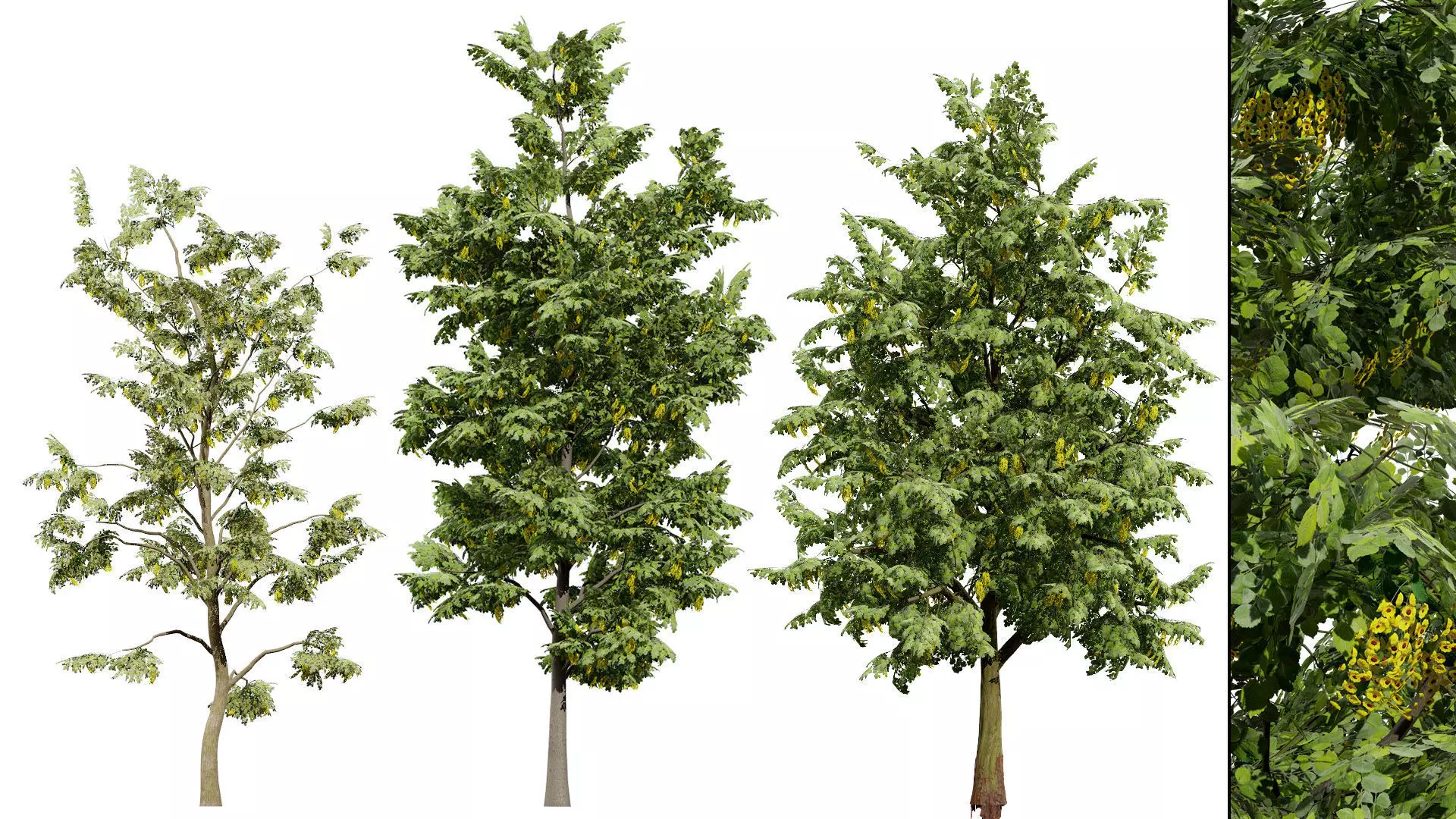 British Vegetation 3D Asset Pack 3D Model Collection_70