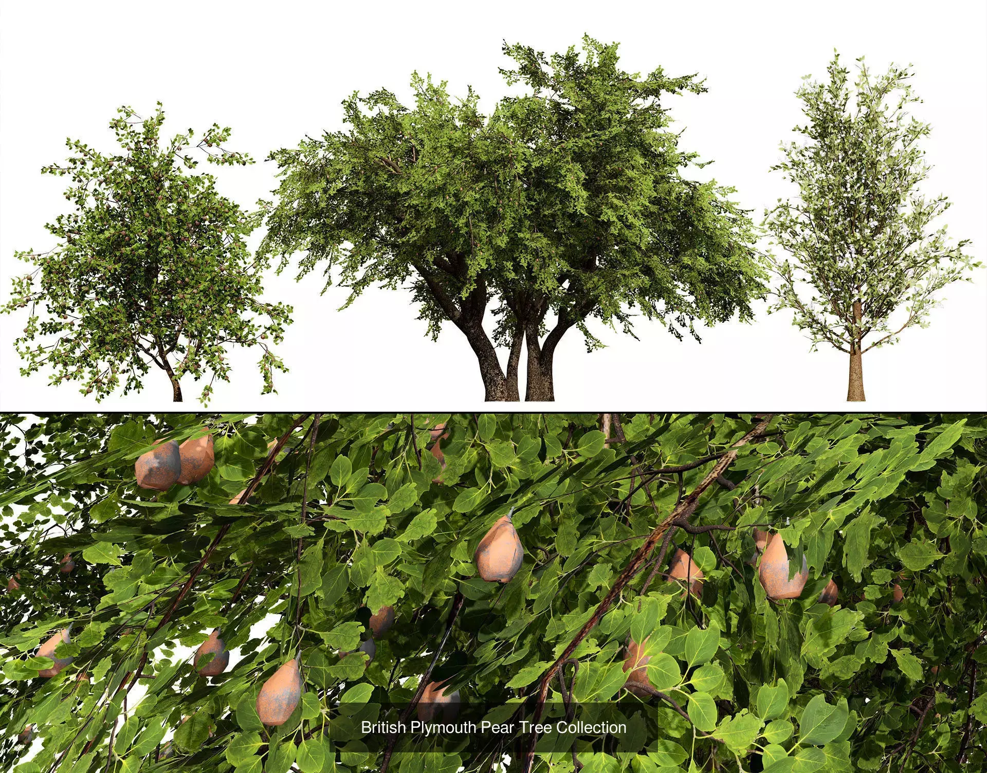 British Vegetation 3D Asset Pack 3D Model Collection_61