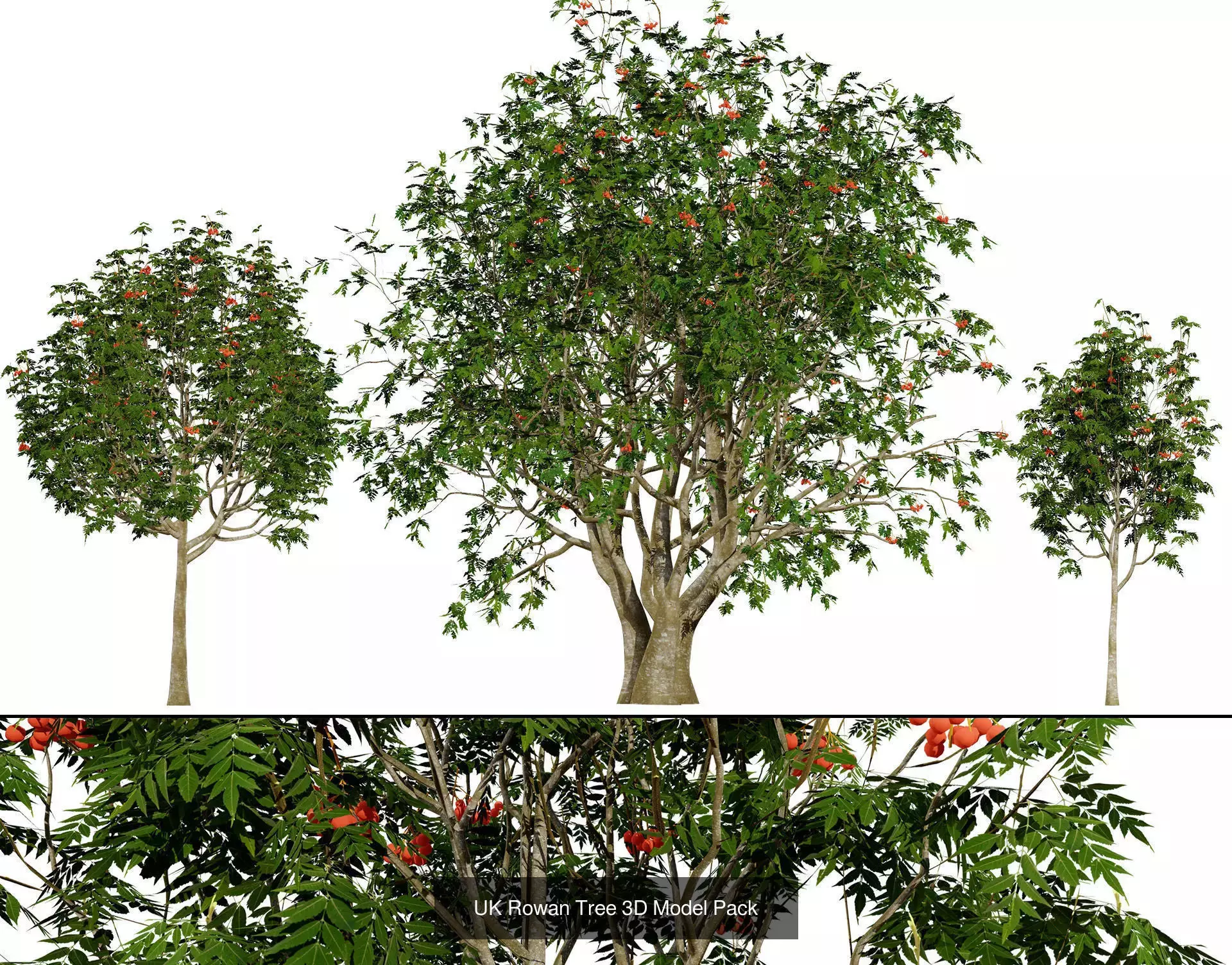 British Vegetation 3D Asset Pack 3D Model Collection_39