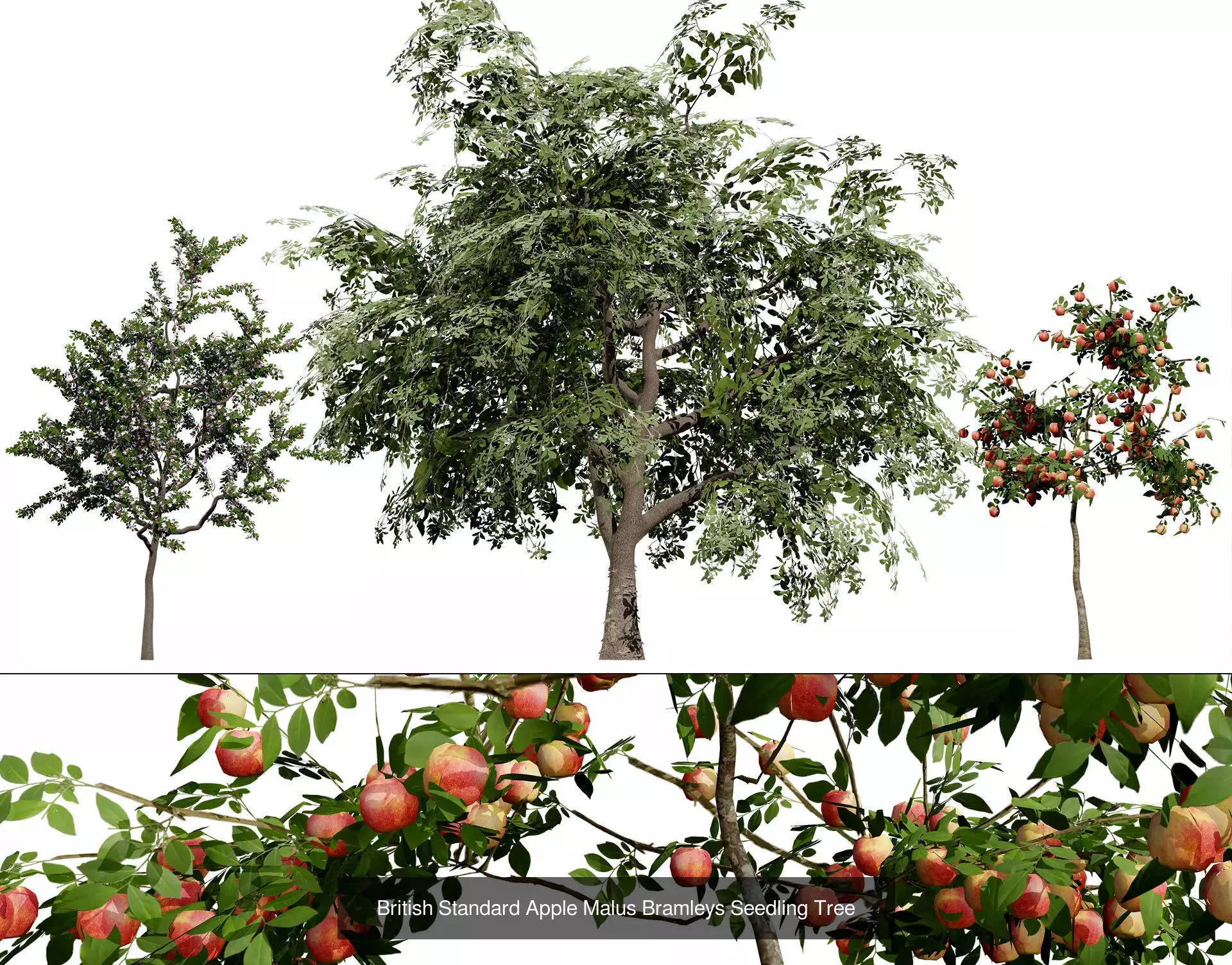 British Vegetation 3D Asset Pack 3D Model Collection_63