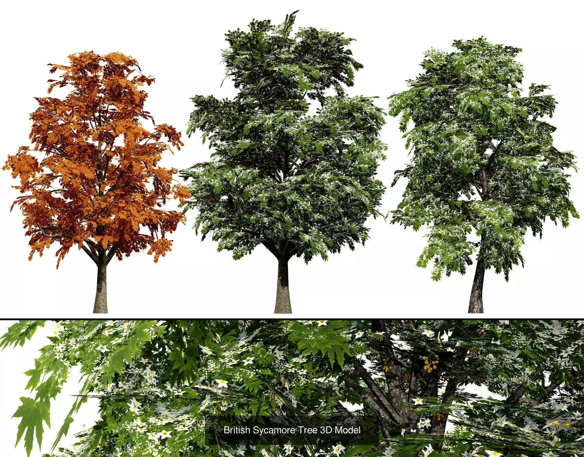 British Vegetation 3D Asset Pack 3D Model Collection_59