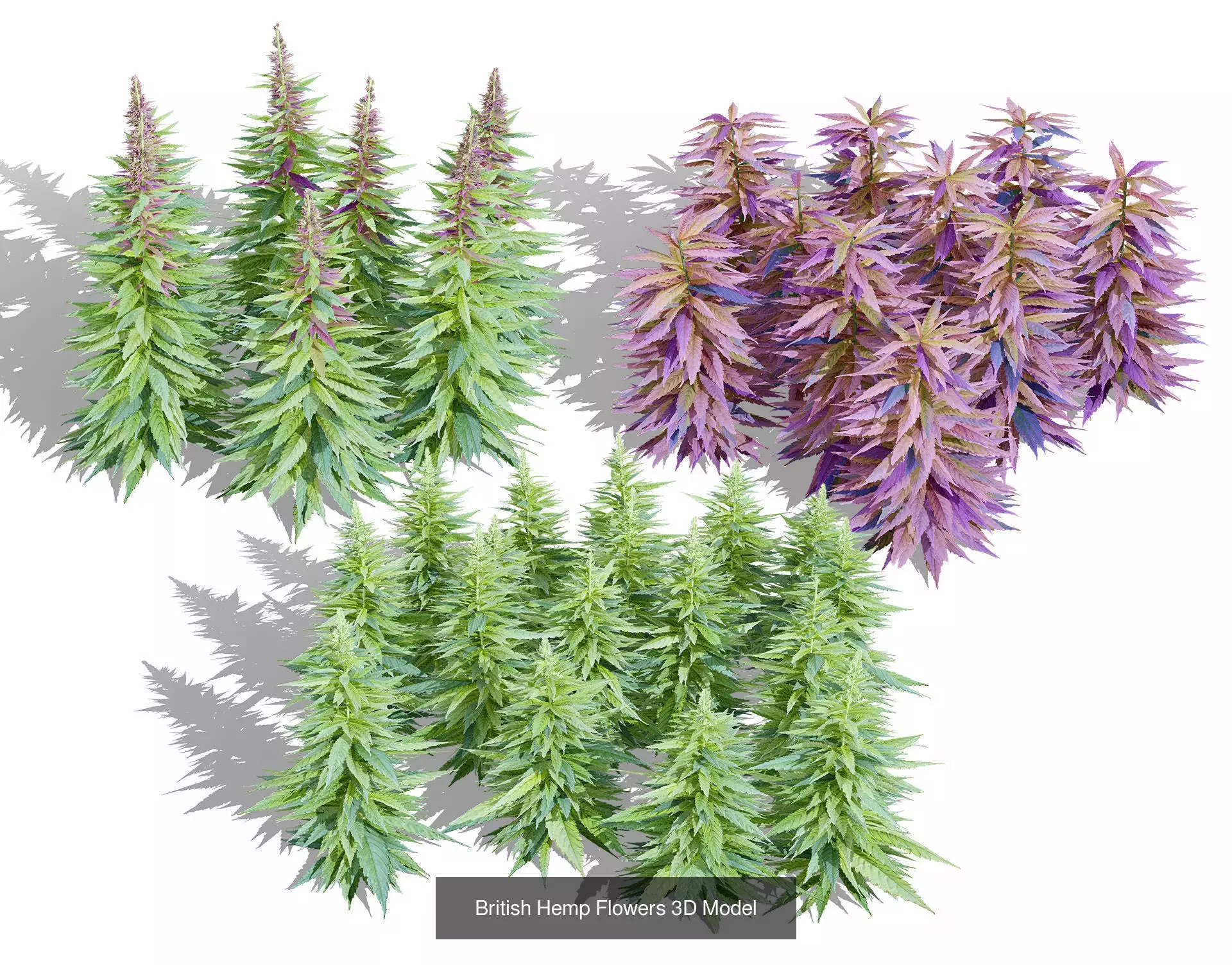 British Vegetation 3D Asset Pack 3D Model Collection_75