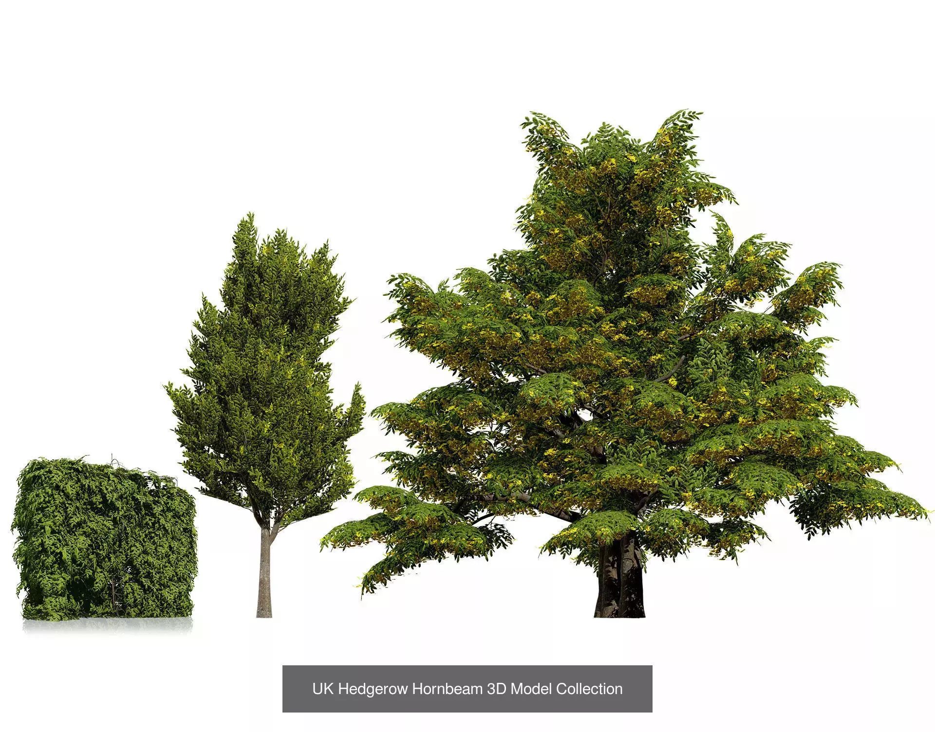 British Vegetation 3D Asset Pack 3D Model Collection_31