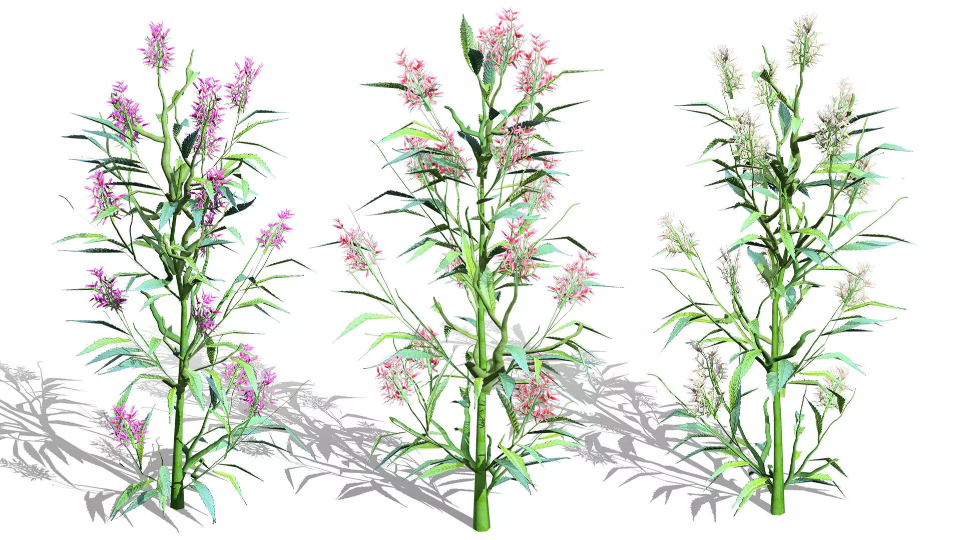 British Vegetation 3D Asset Pack 3D Model Collection_54