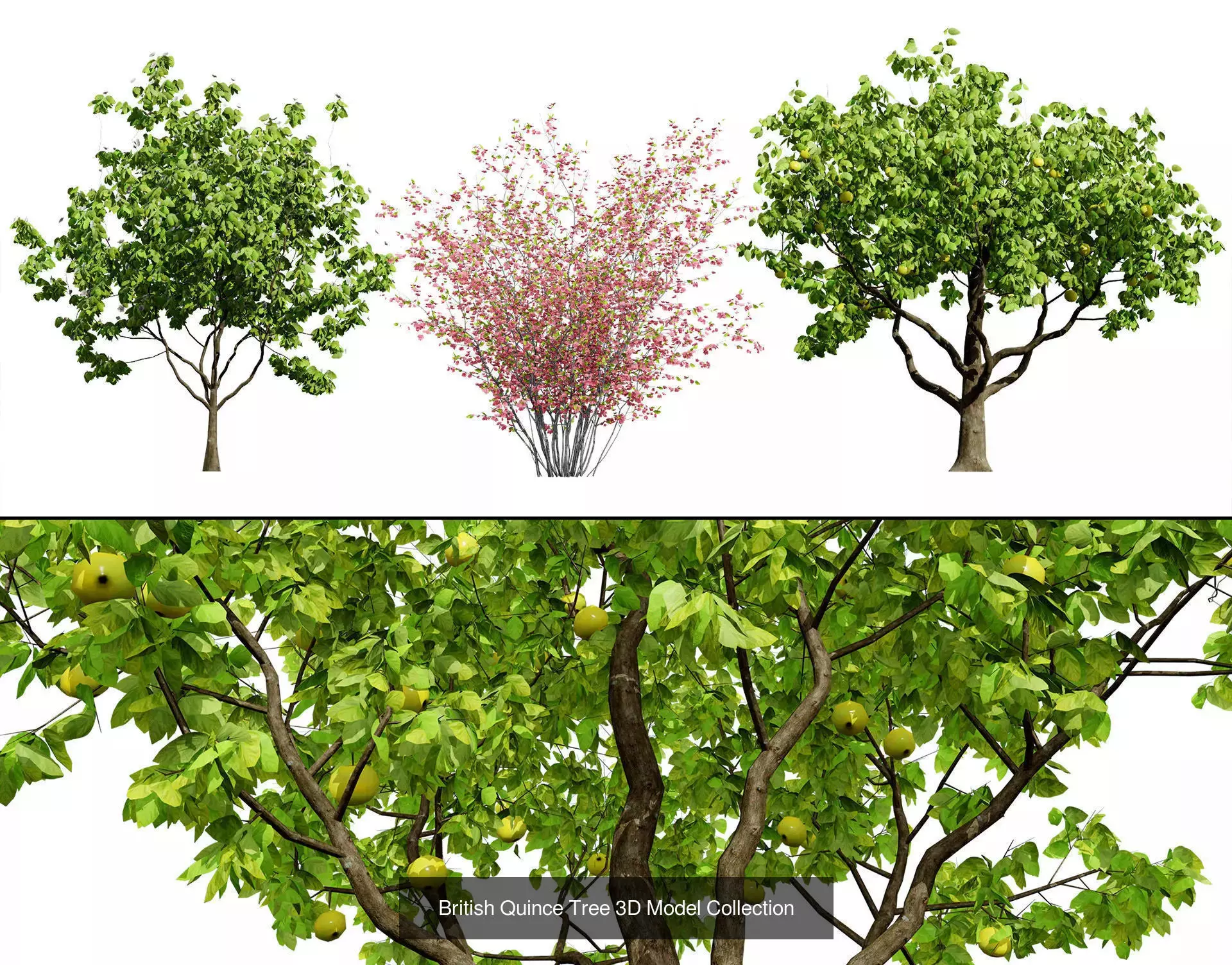 British Vegetation 3D Asset Pack 3D Model Collection_41