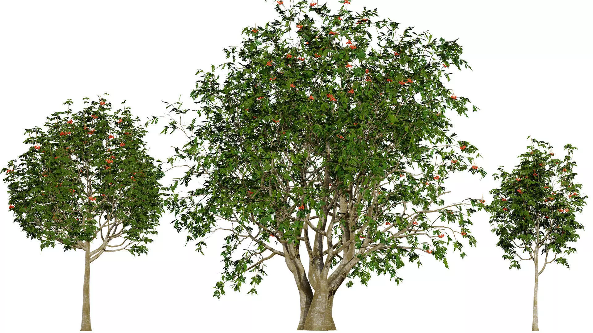 British Vegetation 3D Asset Pack 3D Model Collection_80