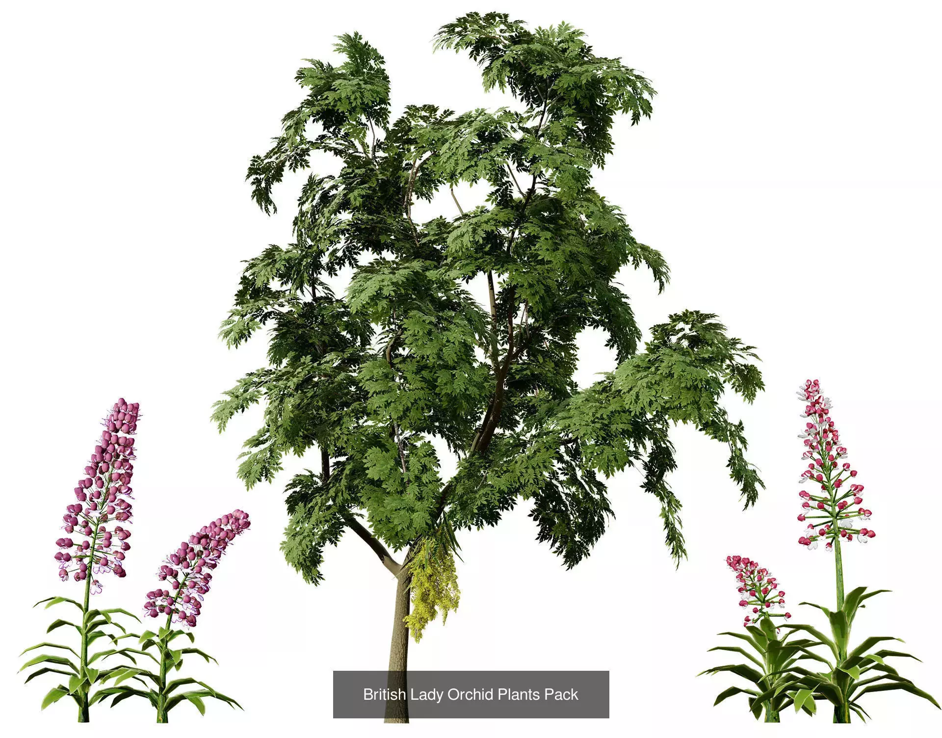 British Vegetation 3D Asset Pack 3D Model Collection_71