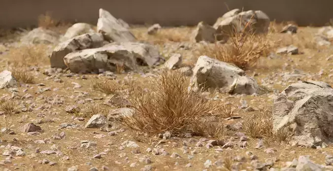 Gobi Desert Wild Grass Survival Ground