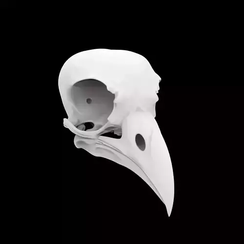 Simple Raven Skull 3D Print Model