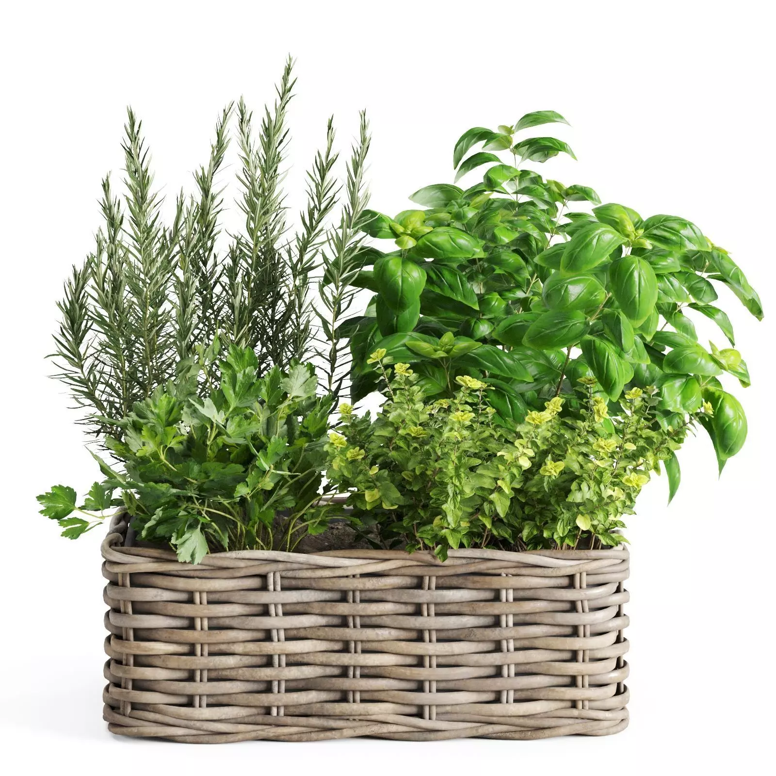 Kitchen Herbs in Wicker Basket 3D model