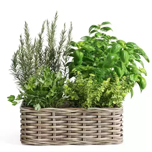 Kitchen Herbs in Wicker Basket