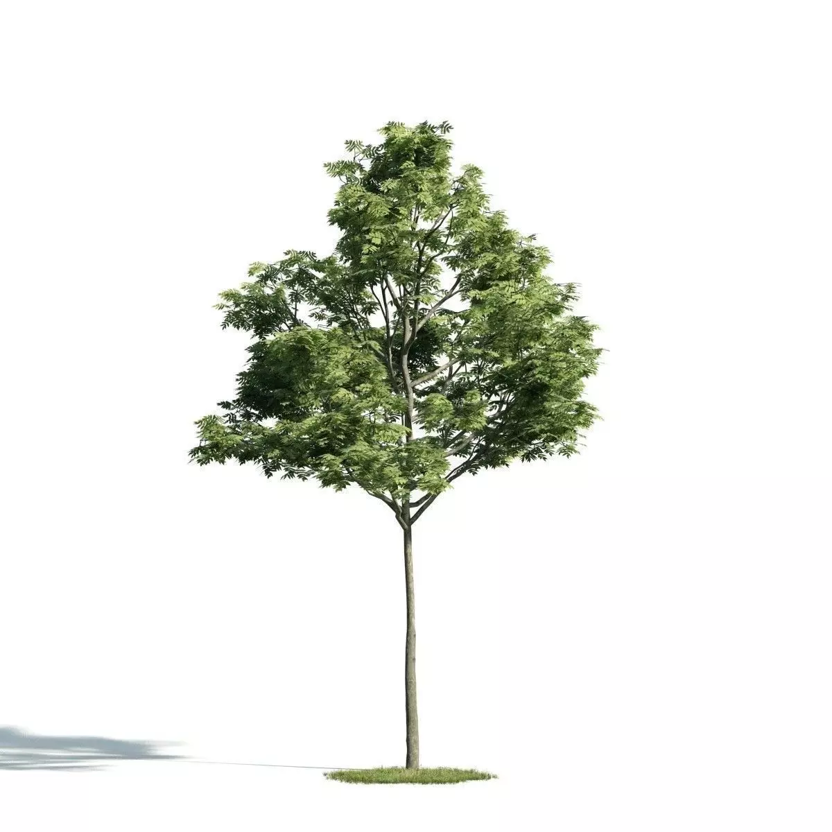 Tree 37 am171 3D model_0