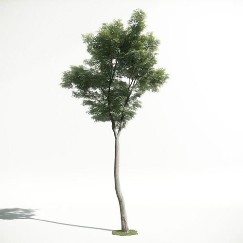 Tree 46 amce1 3D model