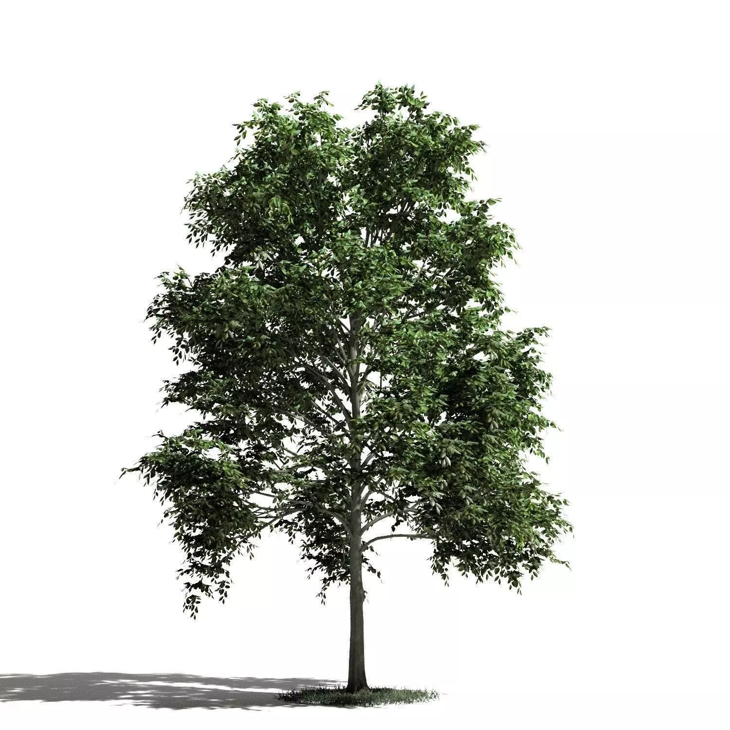 Tree 11 amb1 3D model