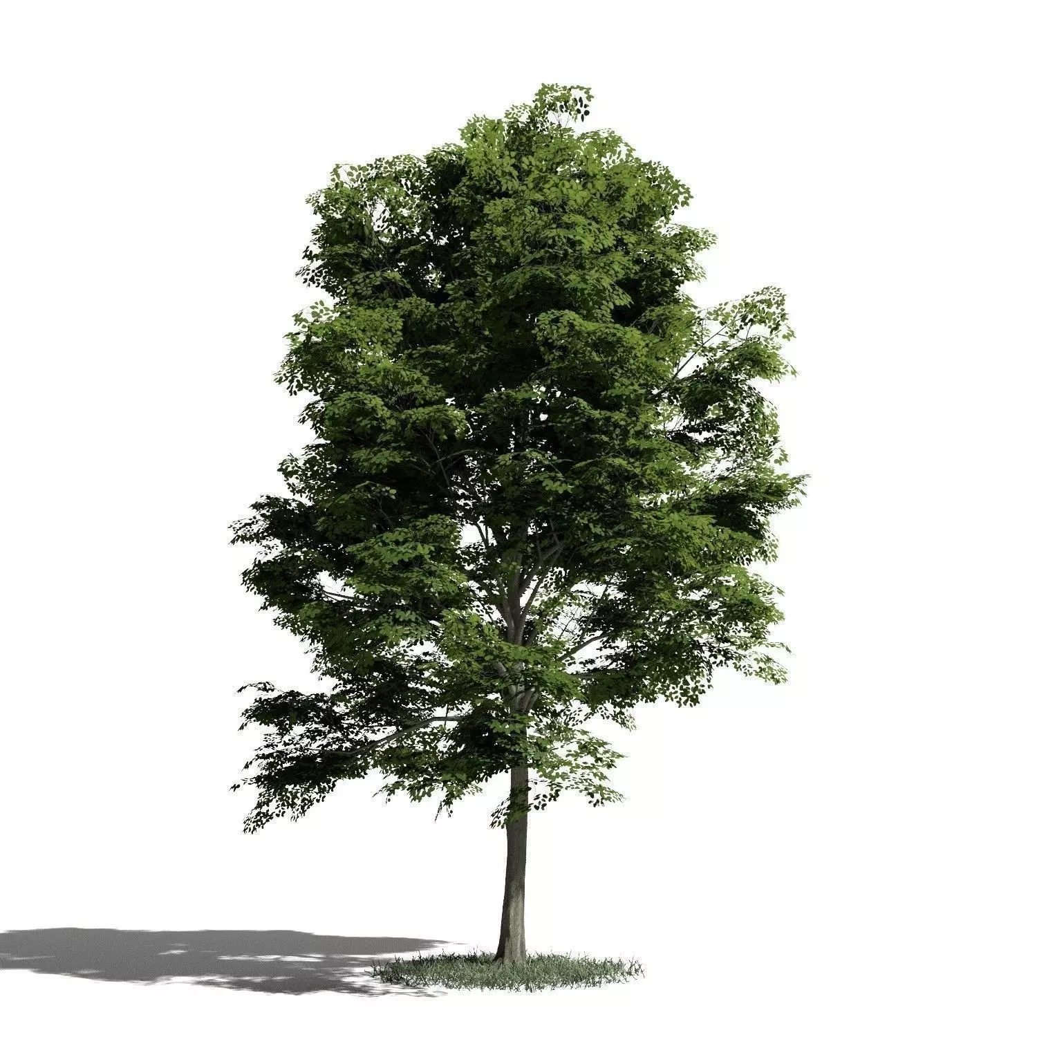 Tree 14 amb1 3D model_0