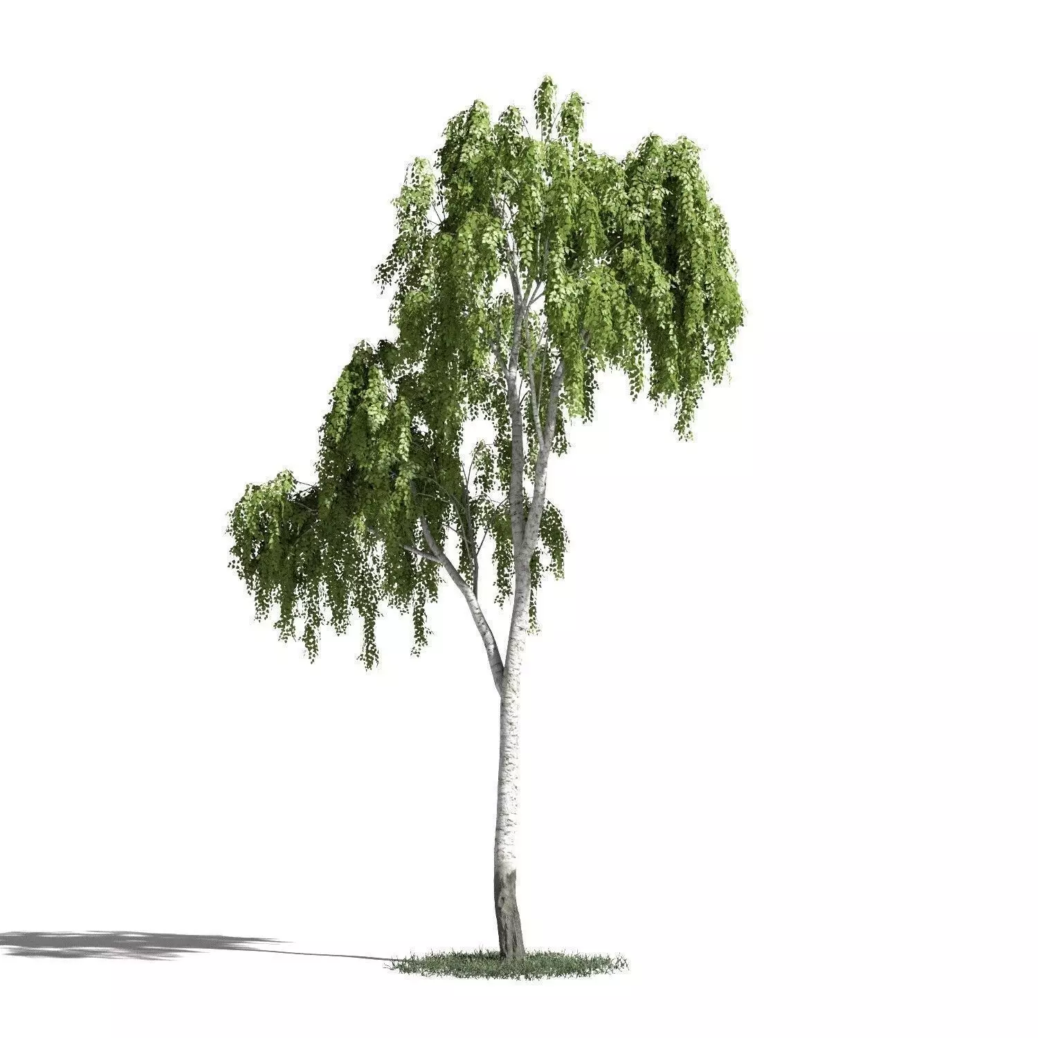 Tree 17 amb1 3D model_0