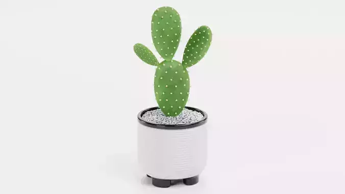 Opuntia Cactus in Pot