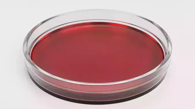 Petri Dish with Blood Sample