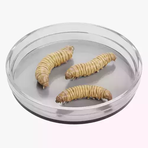 Wax Worms in Petri Dish - Plastic Eaters Rigged 