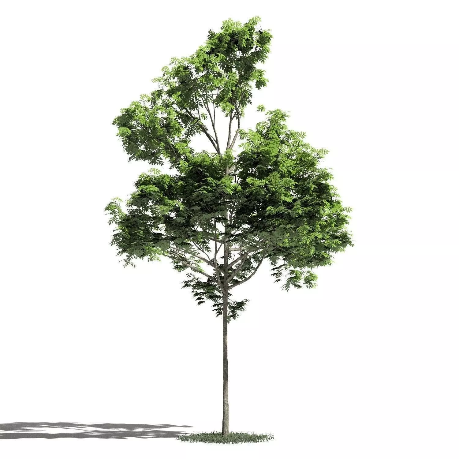 Tree 38 amb1 3D model_0