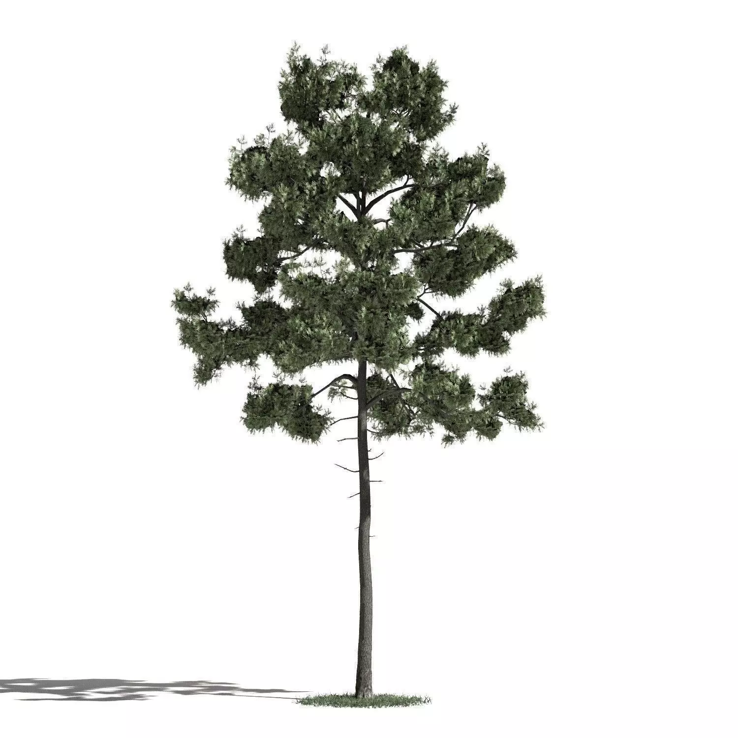 Tree 35 amb1 3D model_0