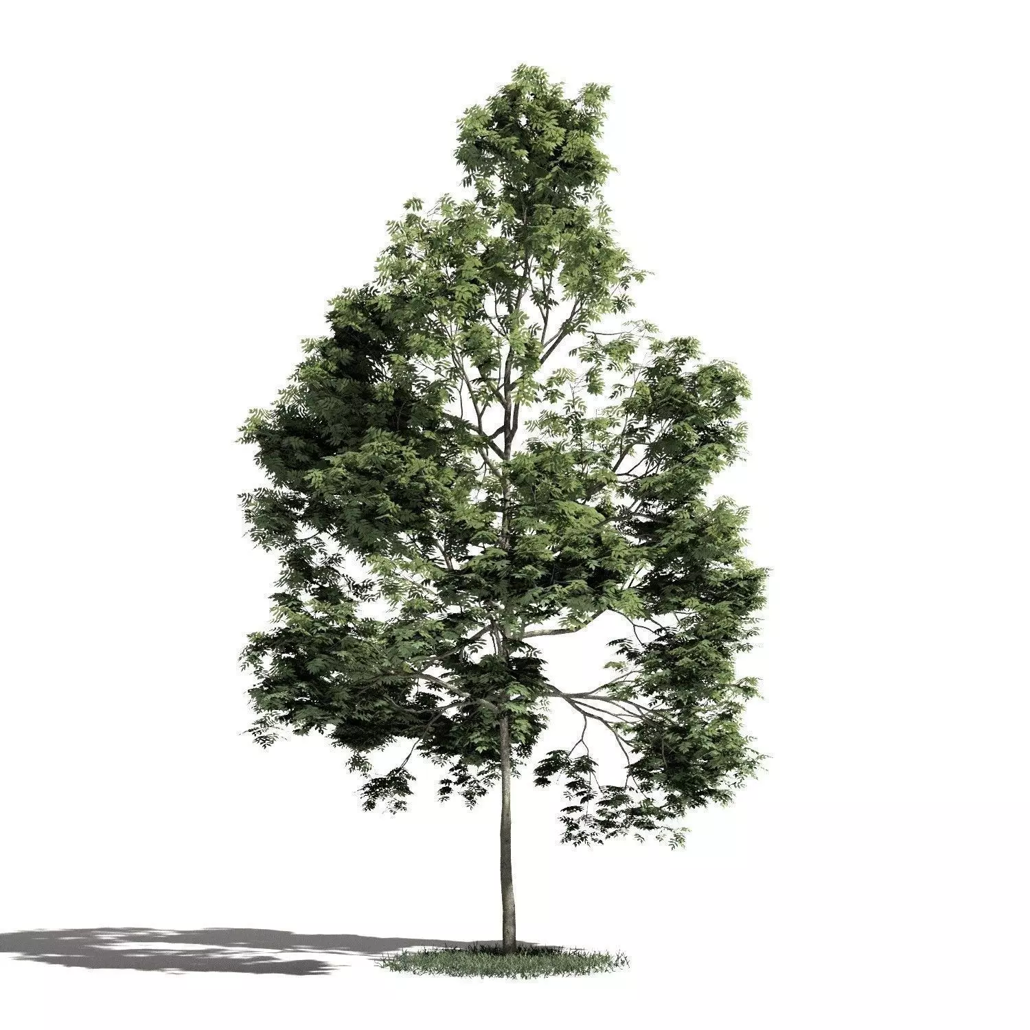Tree 39 amb1 3D model
