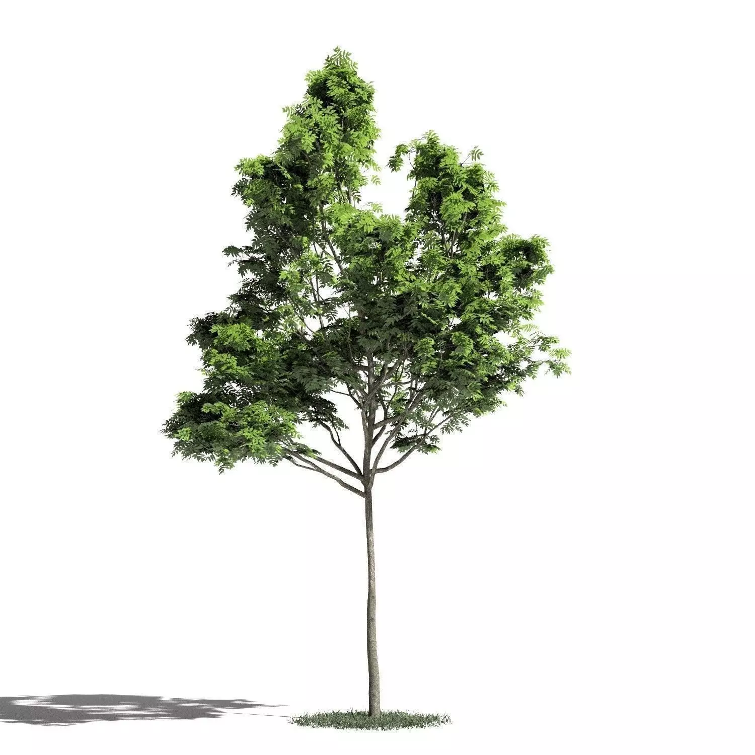 Tree 37 amb1 3D model
