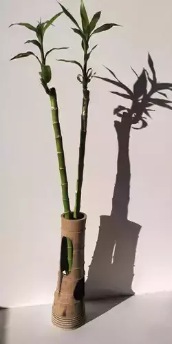 bambu vivo contenedor de vida
