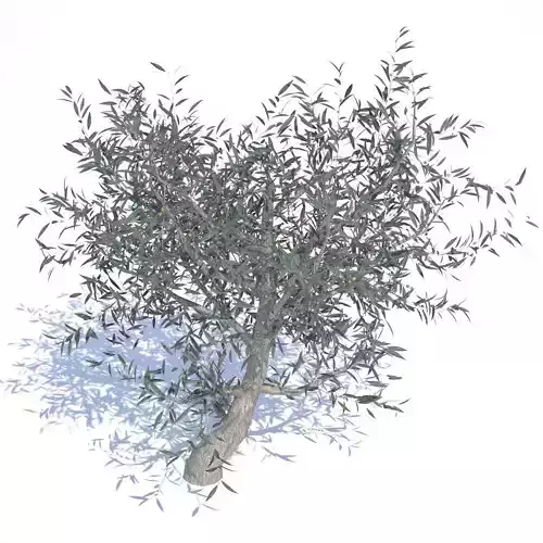Olive Tree - 01 3D model