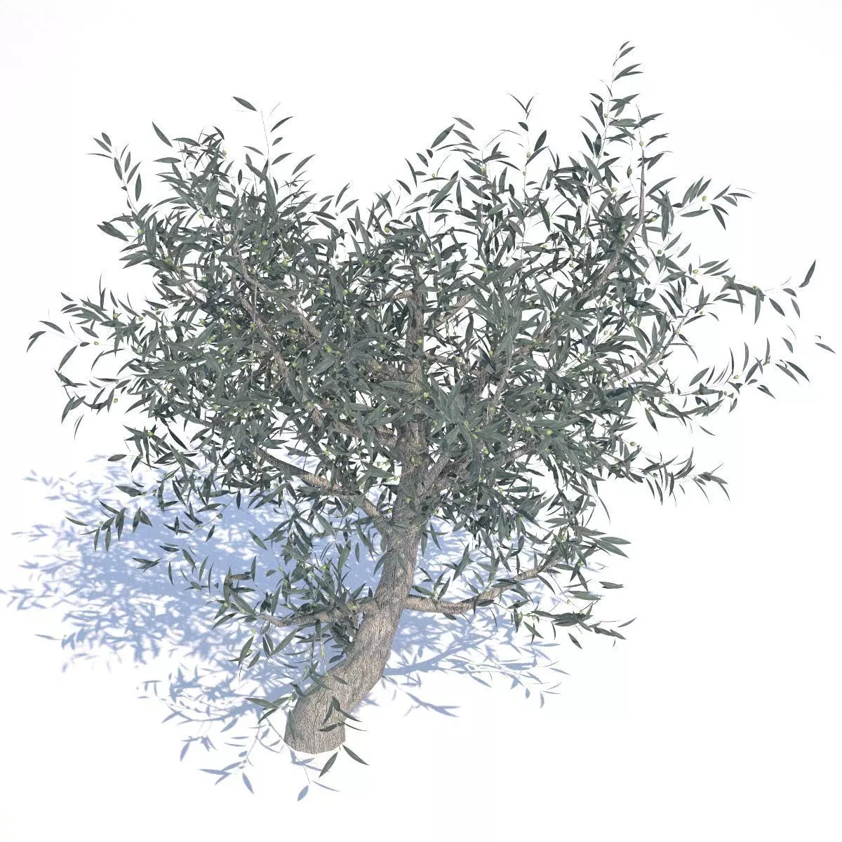 Olive Tree - 01 3D model