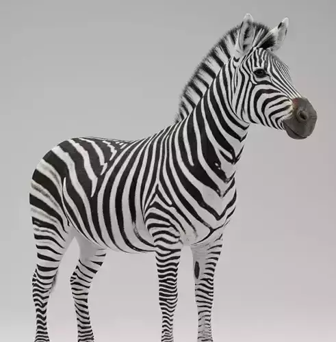A Majestic Zebra