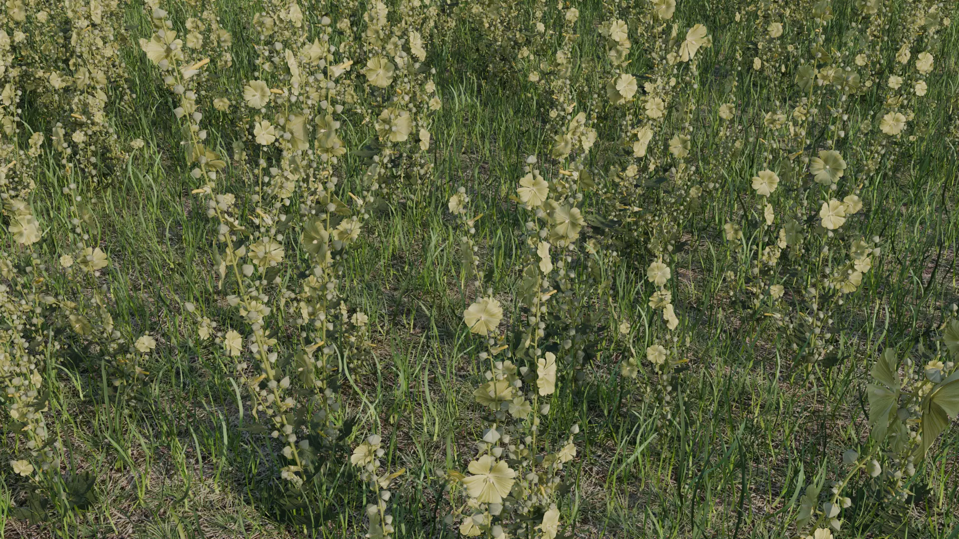 Alcea rugosa 3D model