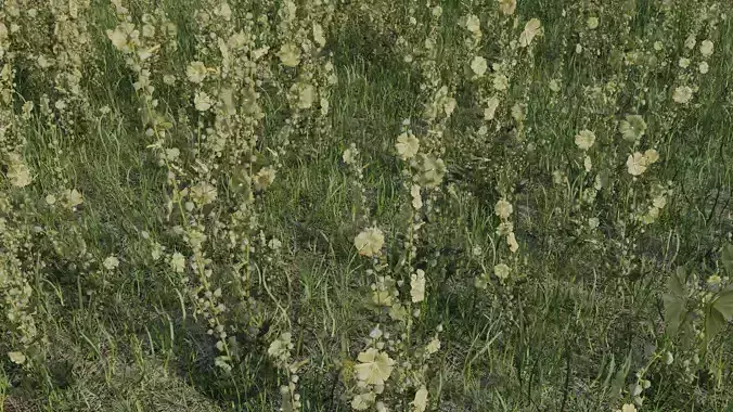 Alcea rugosa