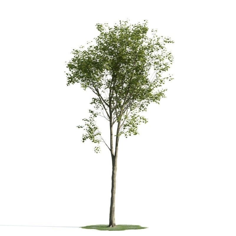 tree 21 am163 3D model_1
