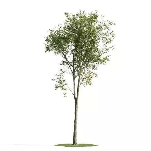 tree 21 am163 3D model_0