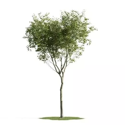 tree 20 am163 3D model_0