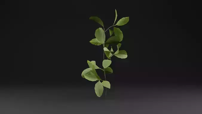 European Spindle Bush