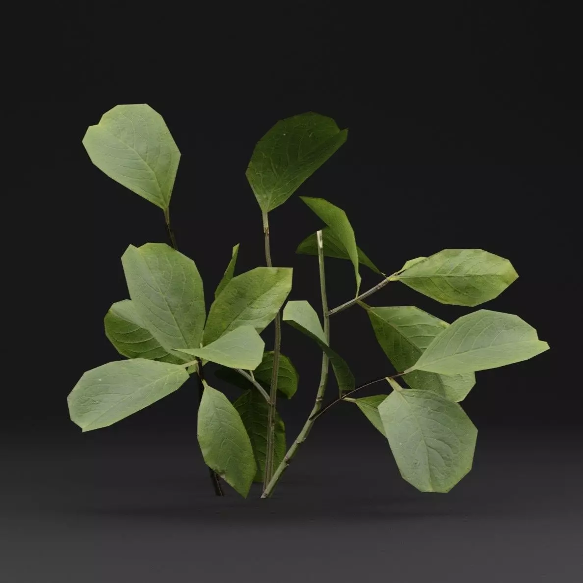 European Spindle Bush Low-poly 3D model_5
