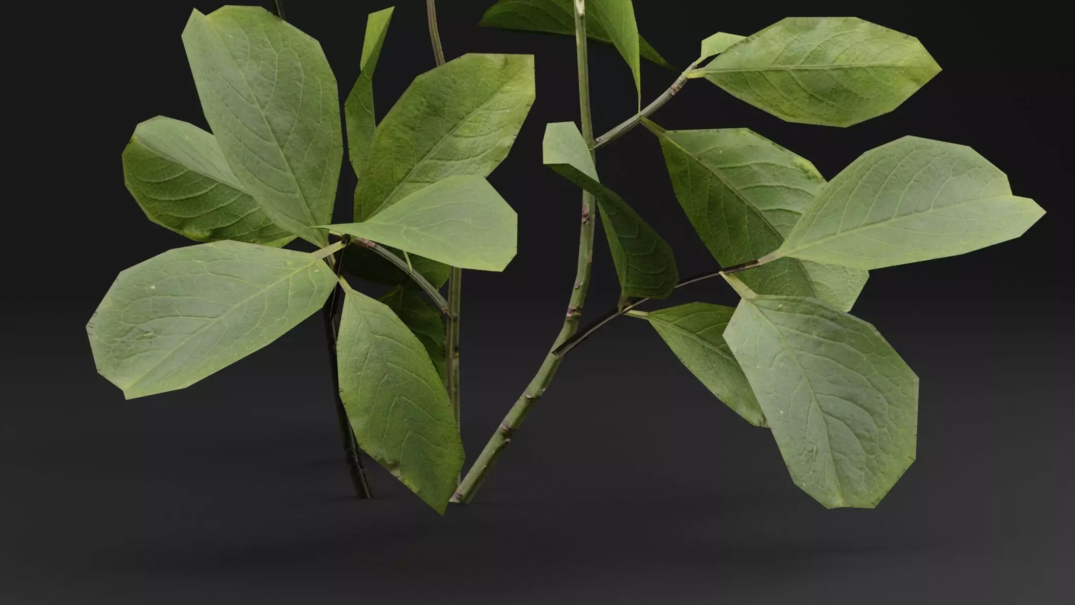 European Spindle Bush Low-poly 3D model_2