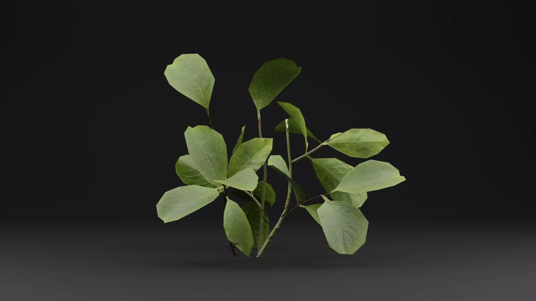 European Spindle Bush Low-poly 3D model_0