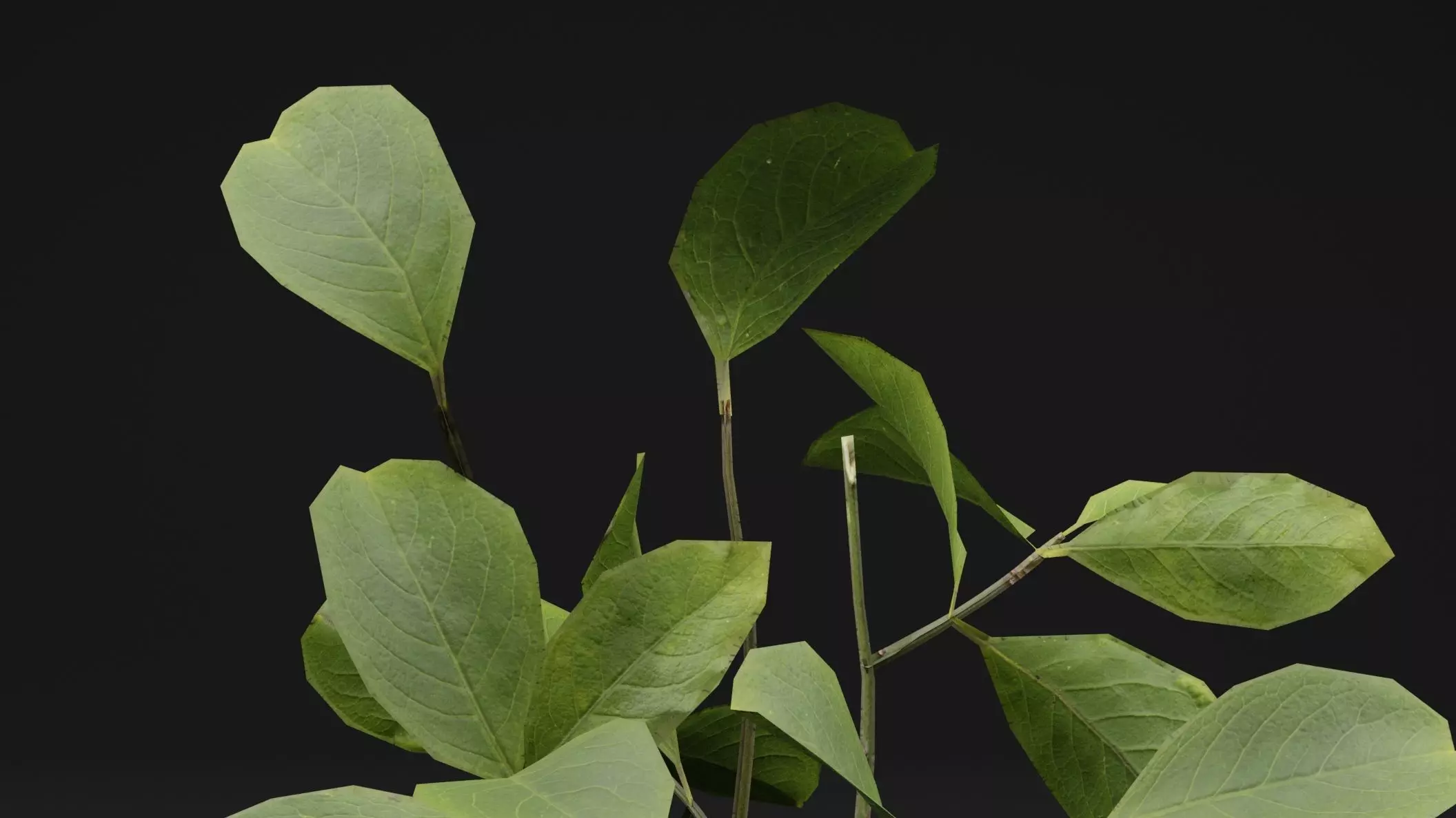 European Spindle Bush Low-poly 3D model_1