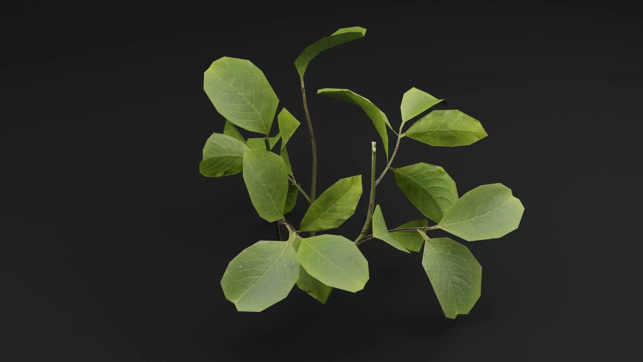 European Spindle Bush Low-poly 3D model_3