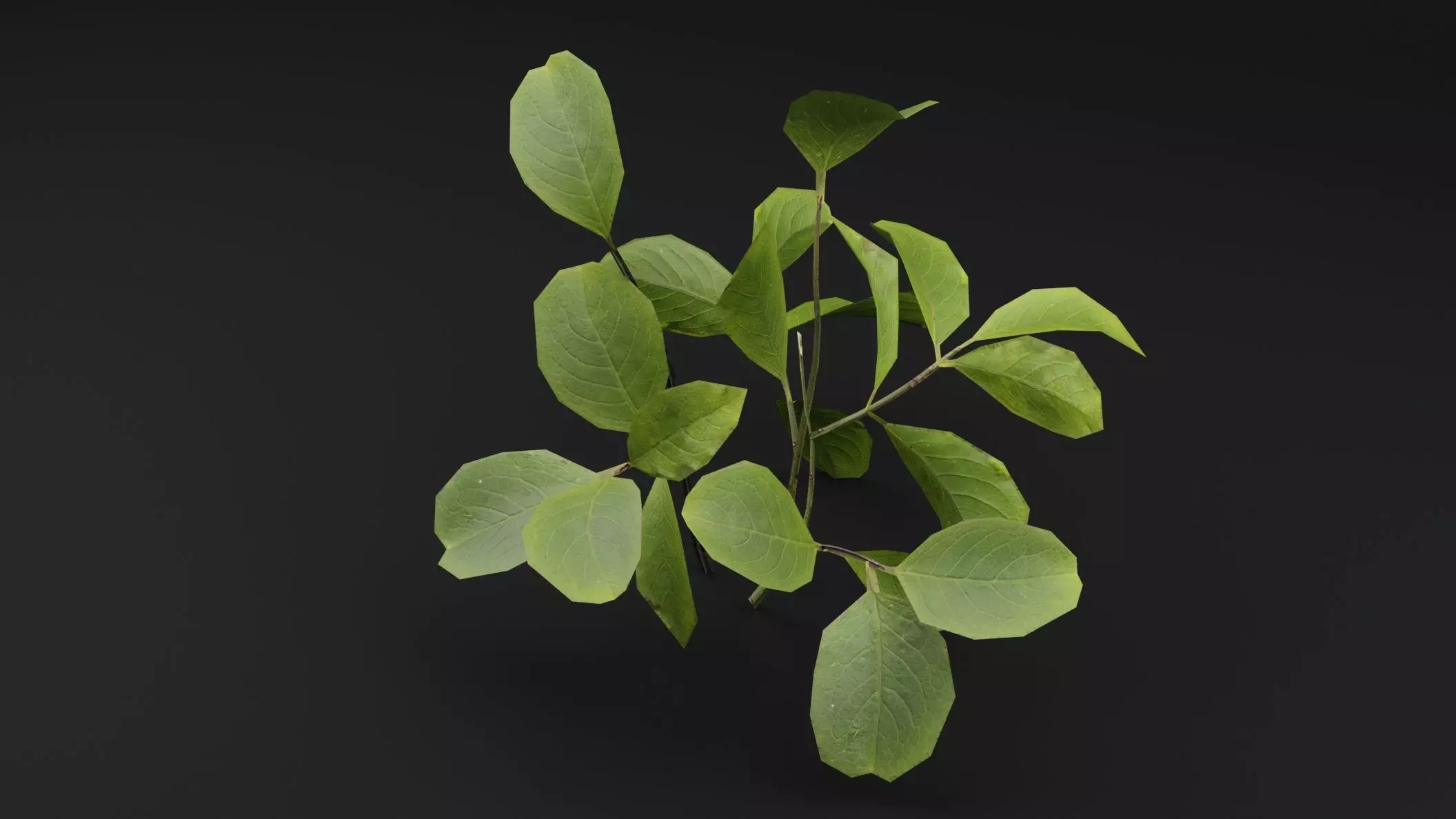 European Spindle Bush Low-poly 3D model_4