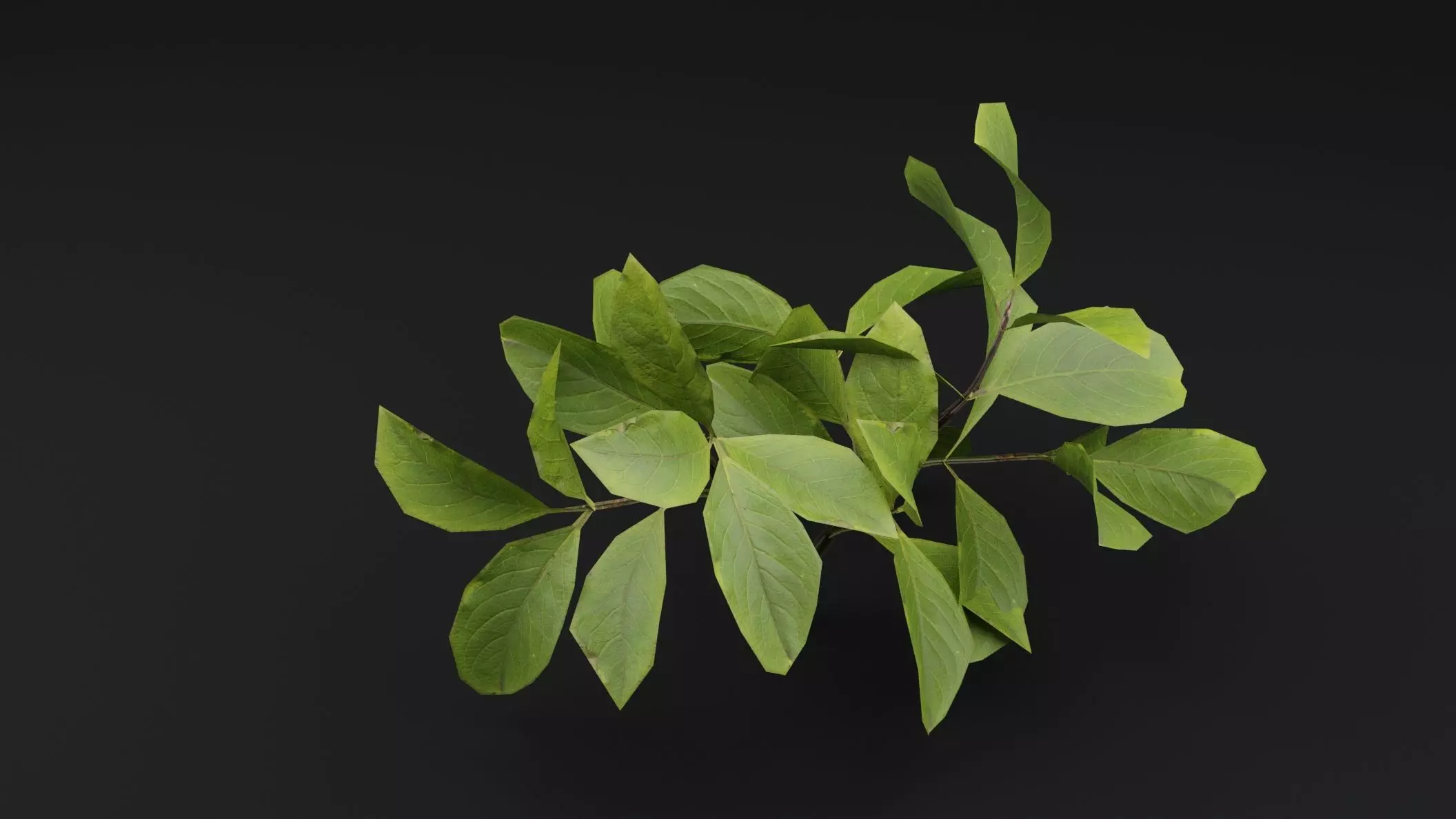 European Spindle Bush Low-poly 3D model_4