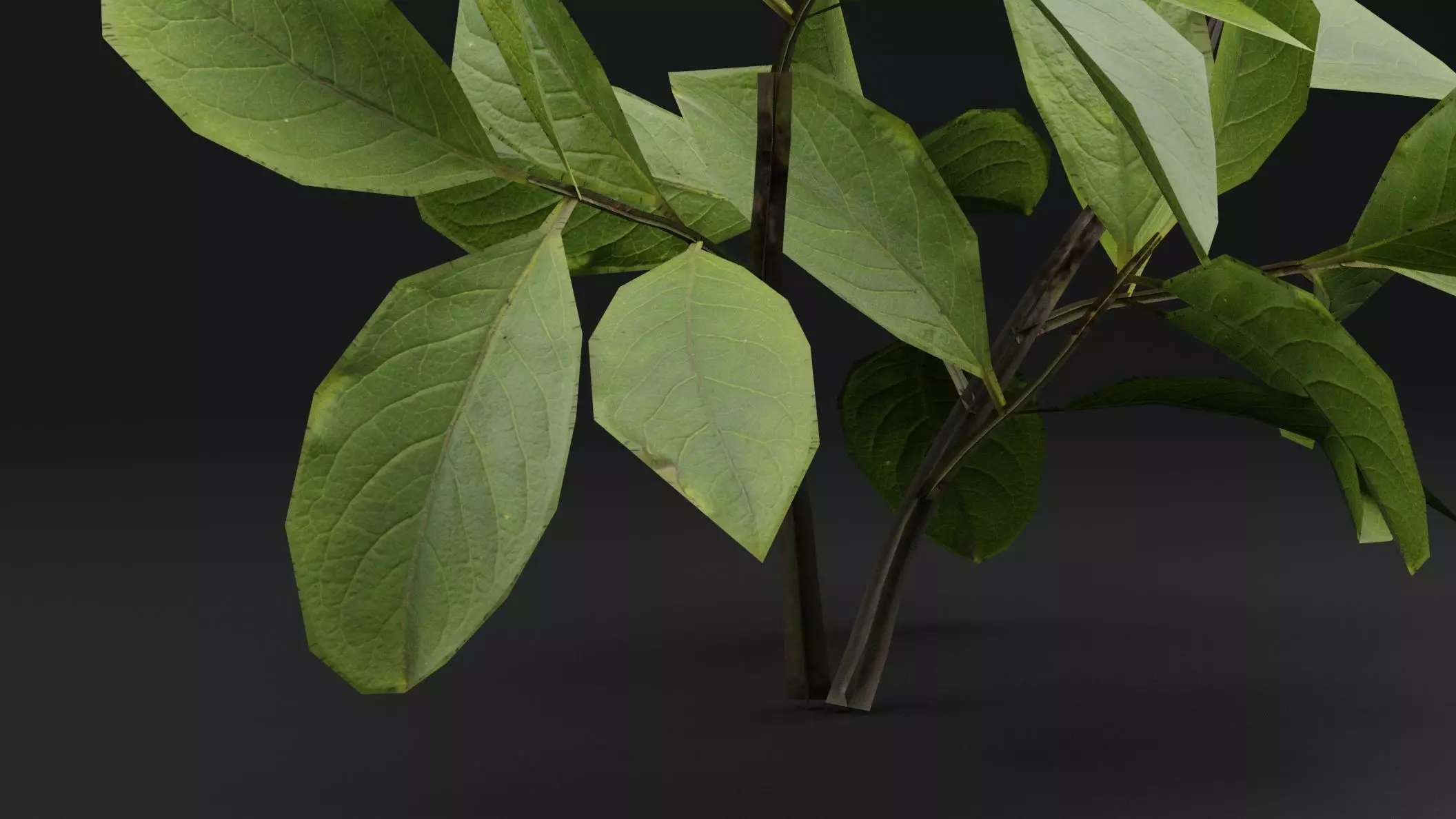 European Spindle Bush Low-poly 3D model_2
