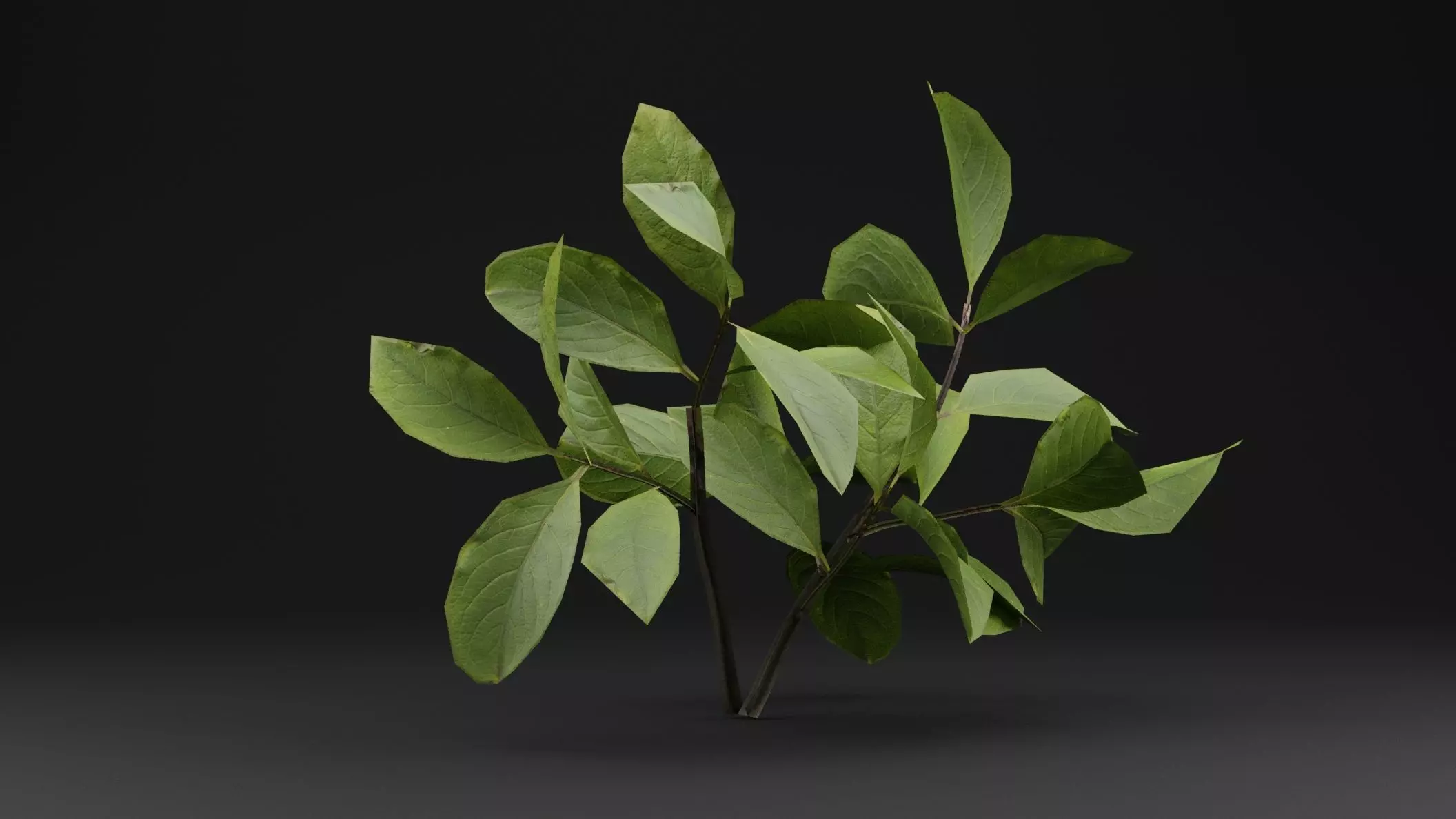 European Spindle Bush Low-poly 3D model_0