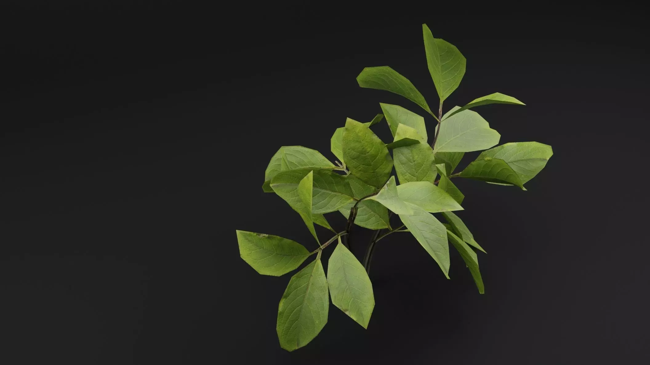 European Spindle Bush Low-poly 3D model_3