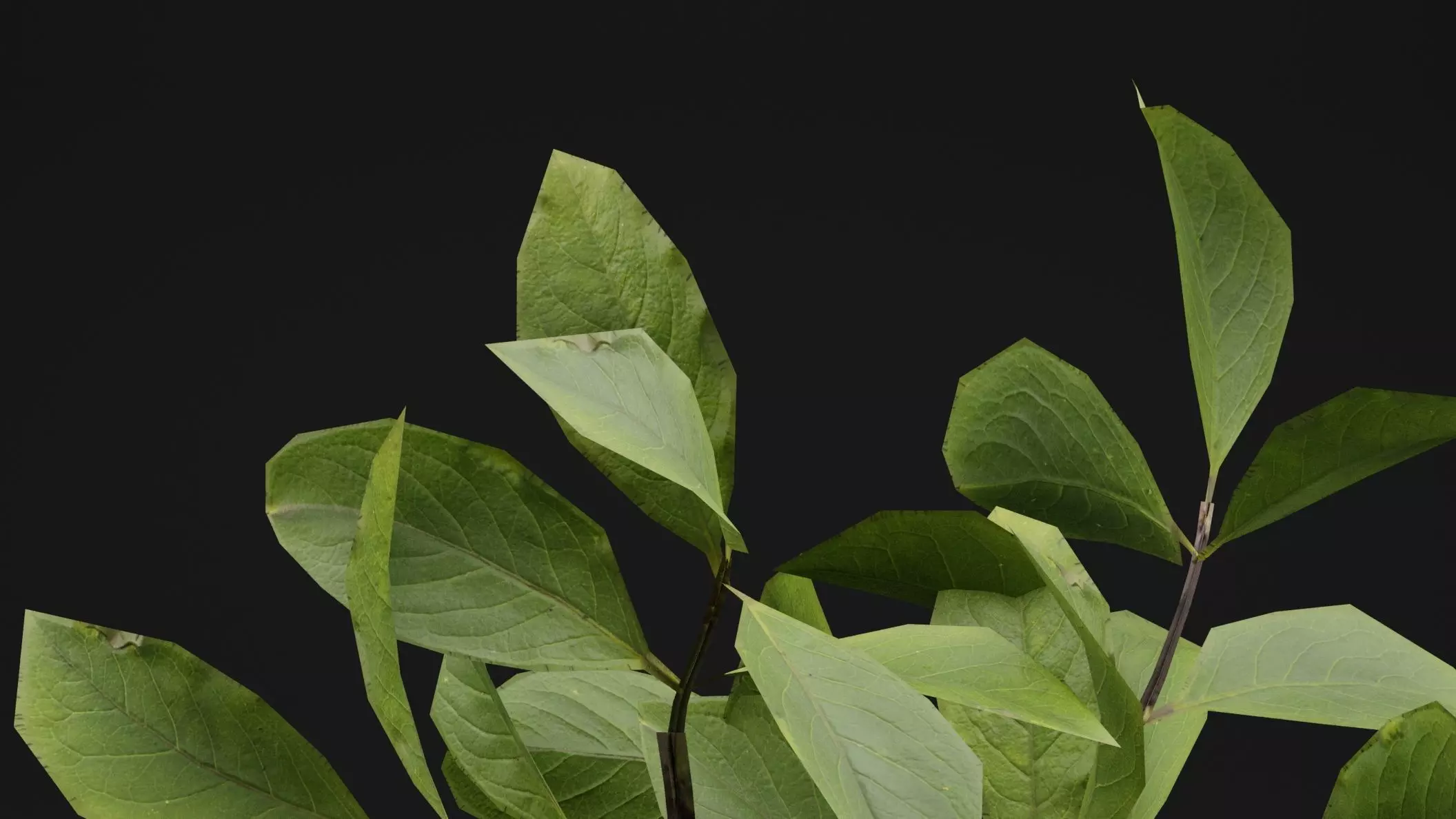 European Spindle Bush Low-poly 3D model_1