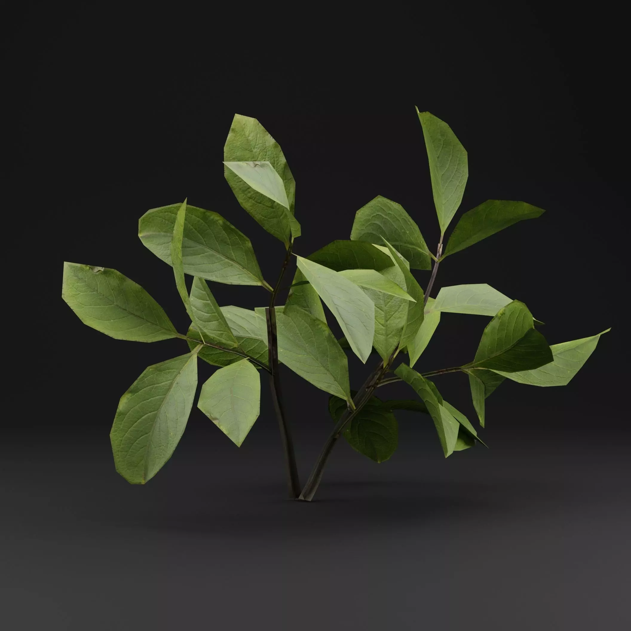 European Spindle Bush Low-poly 3D model_5